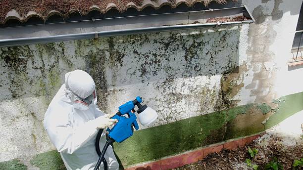 Top rated local Mold Removal specialists in Woodbridge, VA